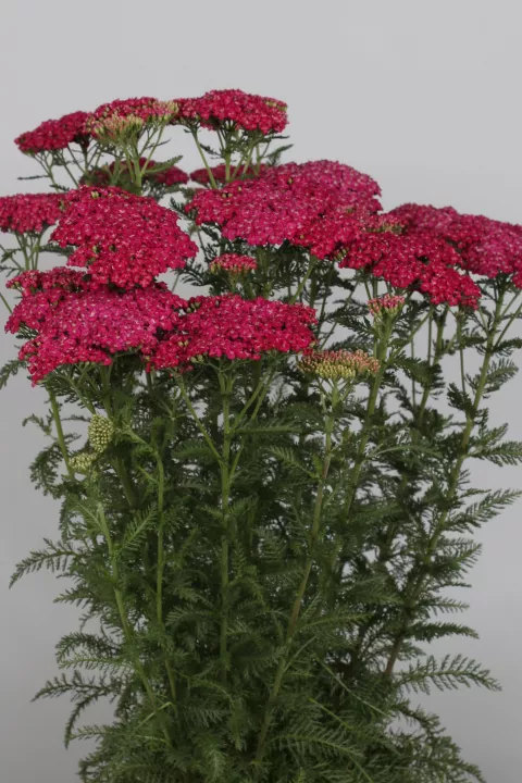 Achillea millefolium 'Saucy Seduction'