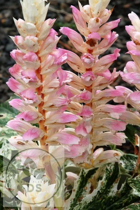 Acanthus mollis 'Tasmanian Angel'
