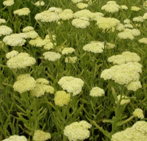 Achillea hybr. 'Taygetea'