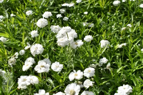 Achillea ptarm. 'The Pearl'