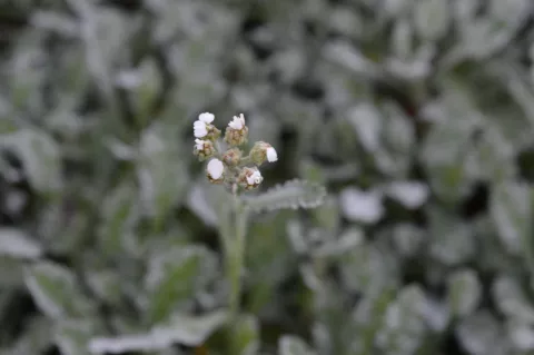 Achillea umbellata