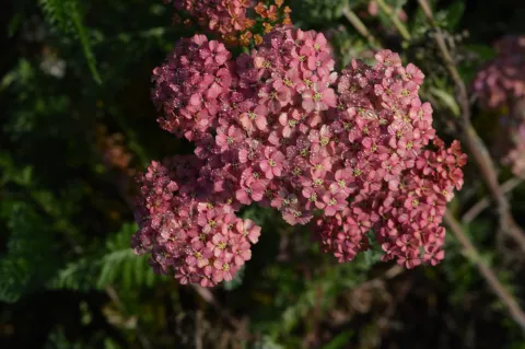 Achillea millefolium 'Wesersandstein'
