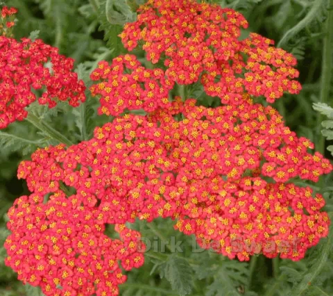 Achillea millefolium 'Walter Funcke'