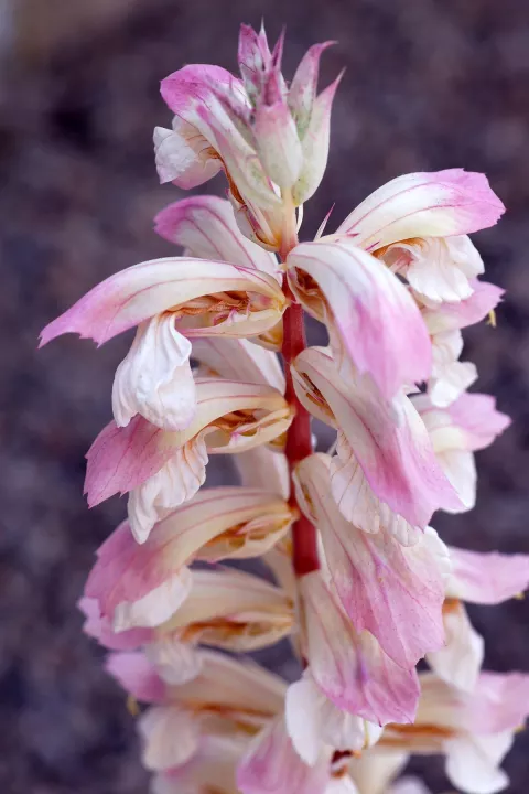 Acanthus hybr. 'Whitewater'
