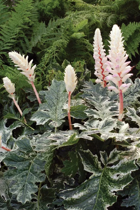 Acanthus hybr. 'Whitewater'