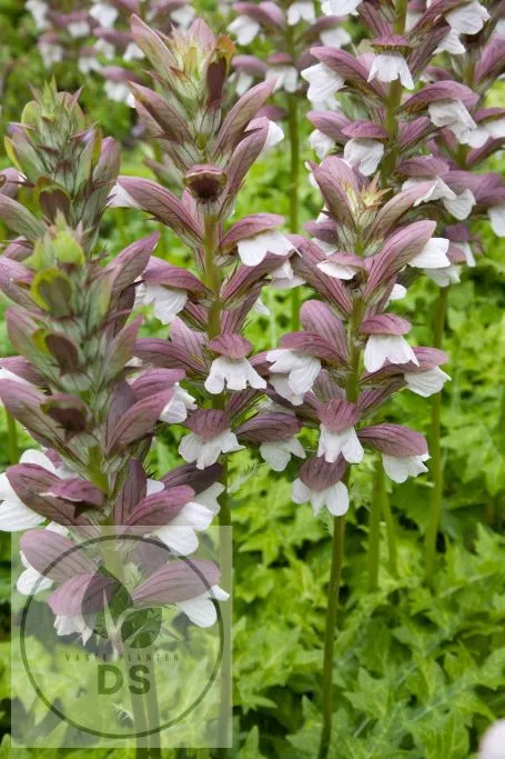 Acanthus hung. 'White Lips'