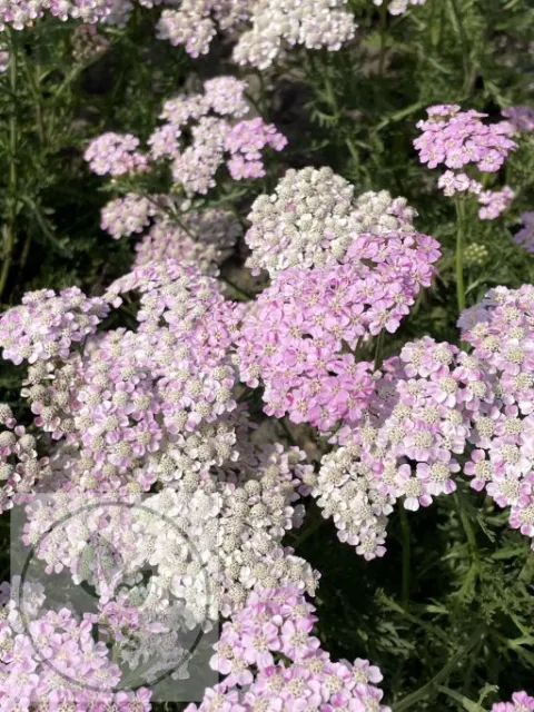 Achillea millefolium 'Wonderful Wampee'
