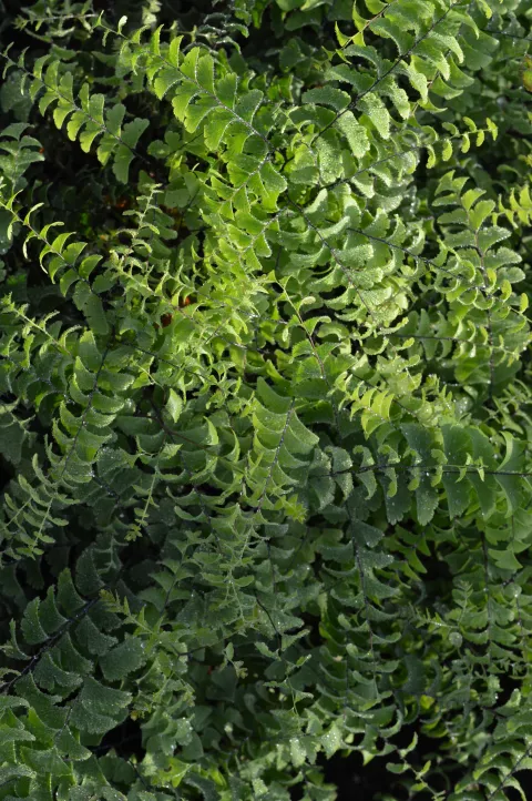 Adiantum pedatum 'Imbricatum'