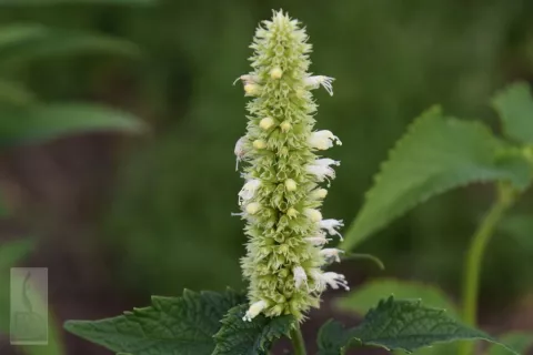 Agastache rugosa 'Alabaster'