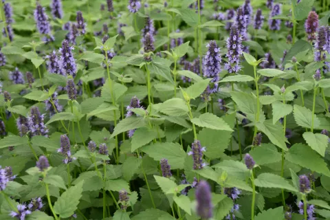 Agastache hybr. 'Black Adder'