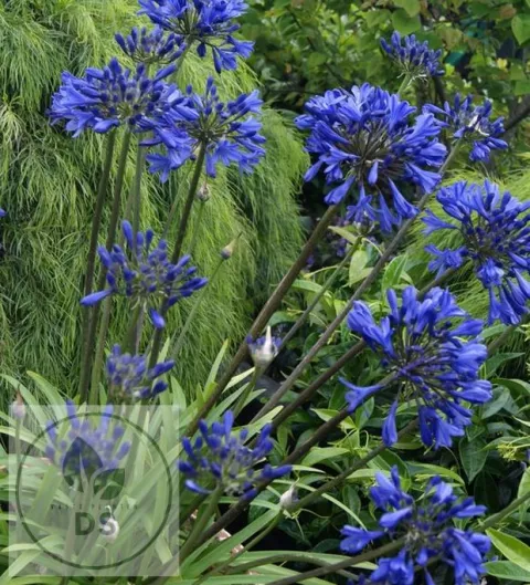 Agapanthus 'Brilliant Blue'