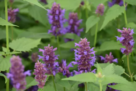 Agastache hybr. 'Blue Boa'