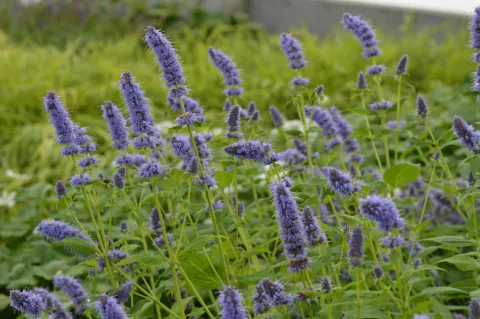Agastache hybr. 'Blue Fortune'