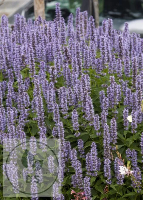 Agastache hybr. 'Blue Fortune'