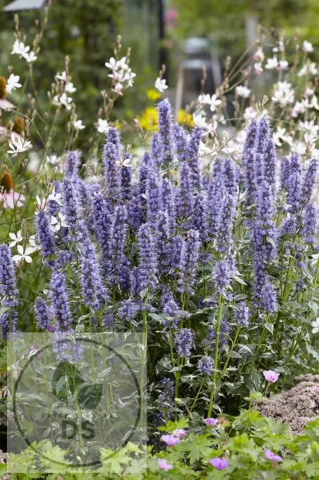 Agastache hybr. 'Crazy Fortune'