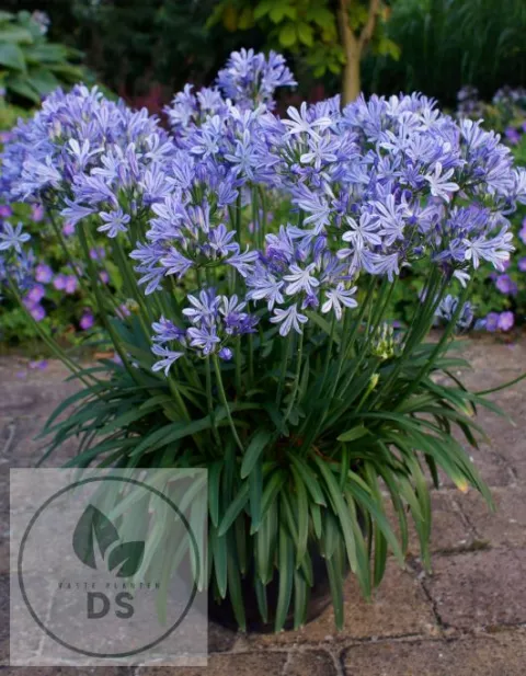 Agapanthus 'Charlotte'
