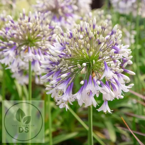 Agapanthus 'Fireworks'