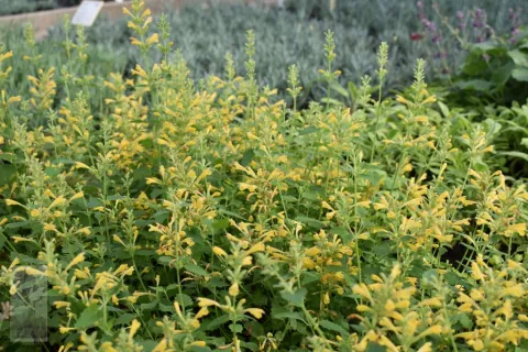 Agastache hybr. 'Kudos Yellow'