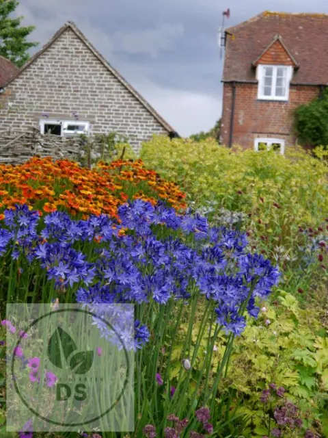 Agapanthus 'Northern Star' PBR