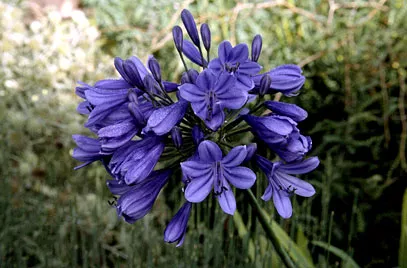 Agapanthus 'Purple Cloud'