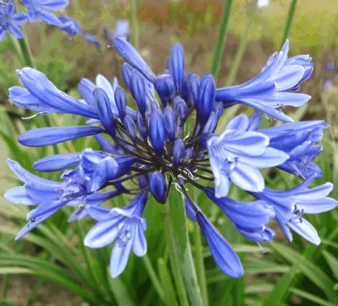 Agapanthus 'Peter Pan'