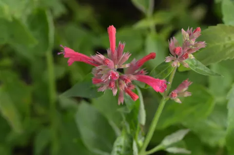 Agastache mexicana 'Red Fortune'