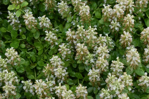 Ajuga reptans 'Alba'