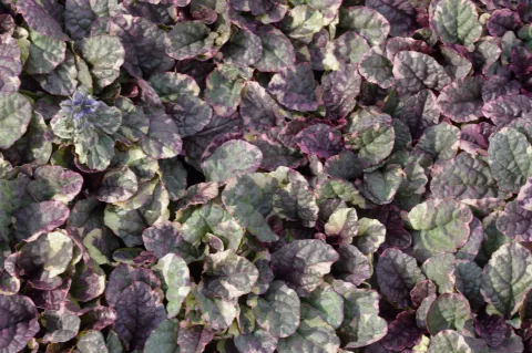 Ajuga reptans 'Burgundy Glow'