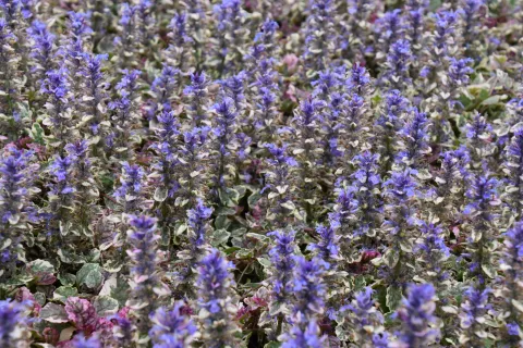 Ajuga reptans 'Burgundy Glow'