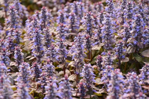 Ajuga reptans 'Braunherz'