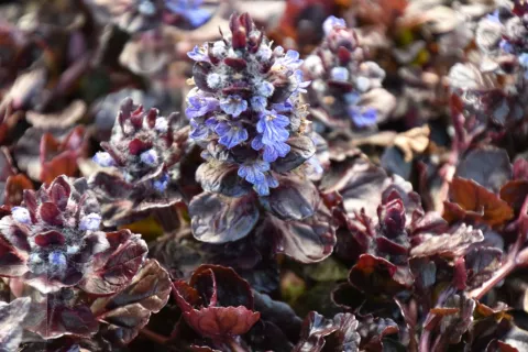 Ajuga reptans 'Black Scallop'