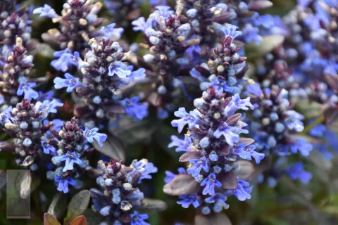 Ajuga tenori 'Chocolate Chip' (Valfredda)