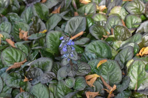 Ajuga reptans 'Catlins Giant'
