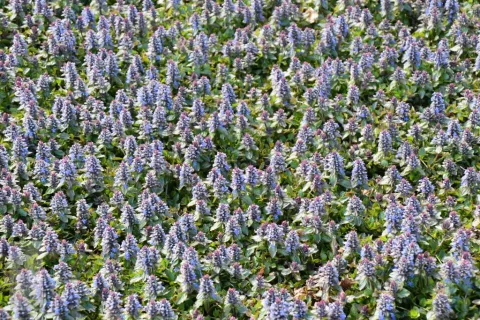 Ajuga reptans