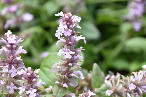Ajuga reptans 'Rosea'