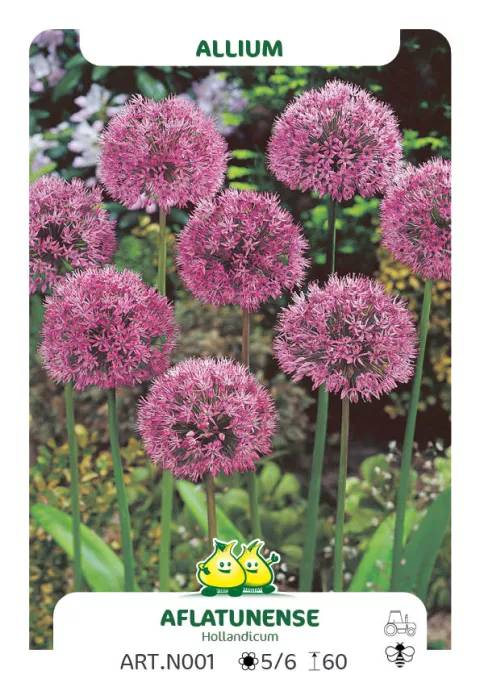Allium 'Aflatunense' (Hollandicum)