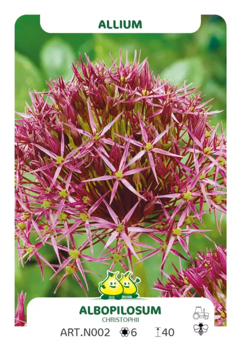 Allium 'Albopilosum' (christophii)