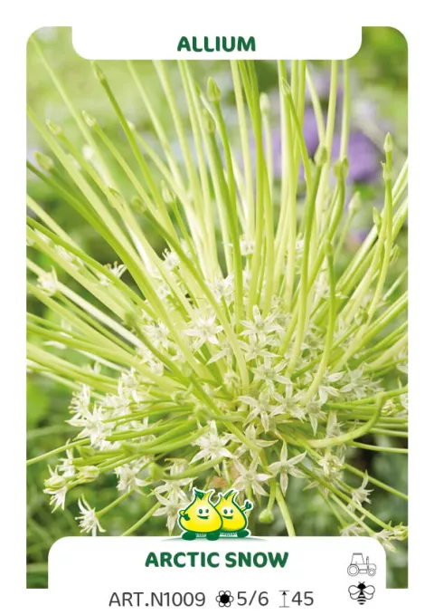 Allium schubertii 'Artic Snow'