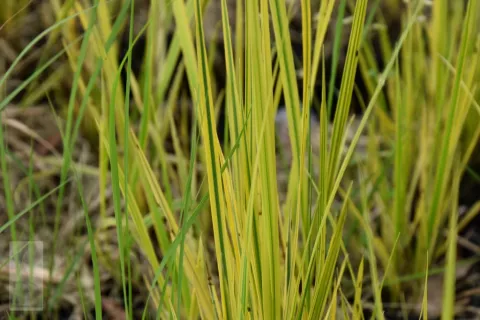 Alopecurus prat. 'Aureovariegatus'