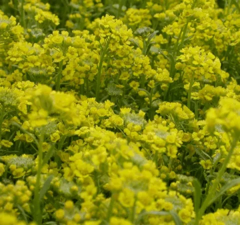Alyssum montanum 'Berggold'