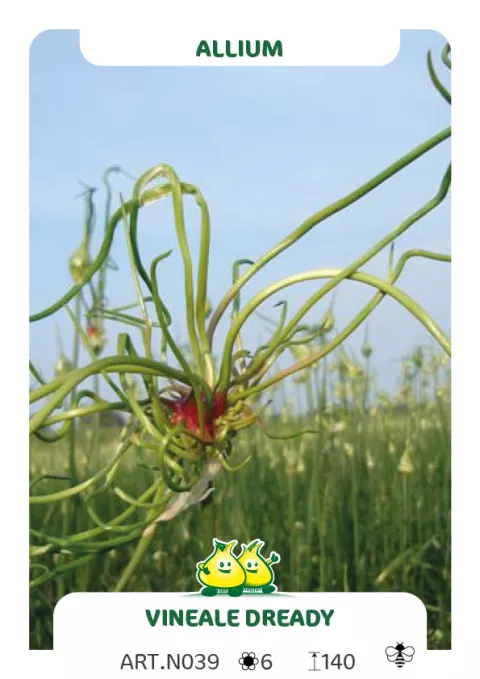 Allium vineale 'Dready'