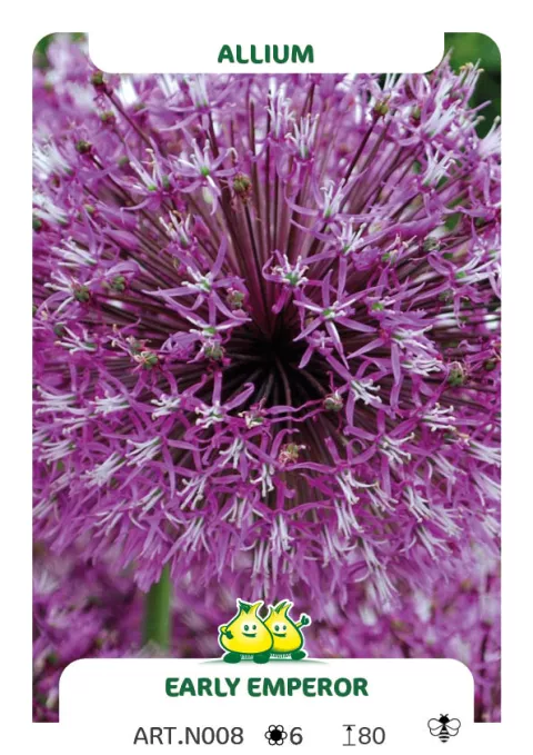 Allium 'Early Emperor'
