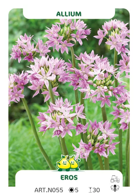 Allium unifolium 'Eros'