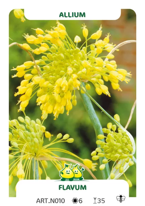 Allium 'Flavum'