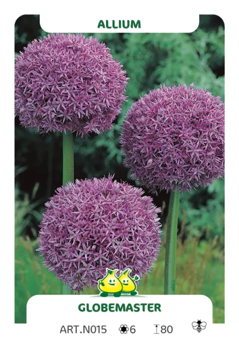 Allium 'Globemaster'