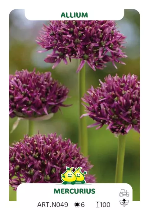 Allium 'Mercurius'