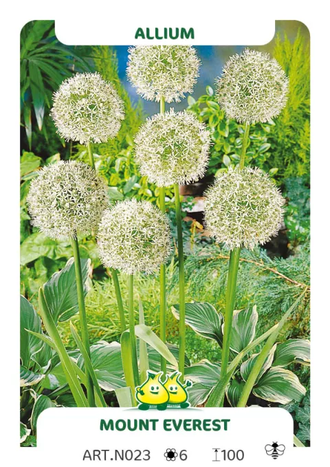Allium 'Mount Everest'