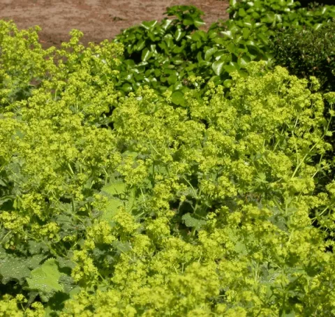 Alchemilla mollis