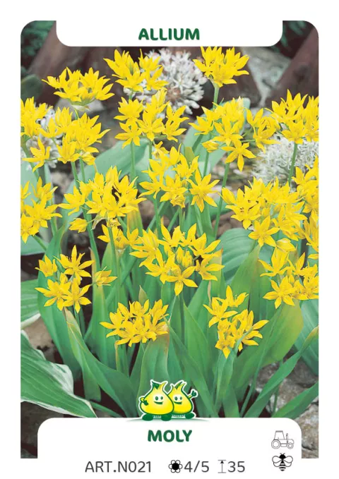 Allium moly (Luteum)