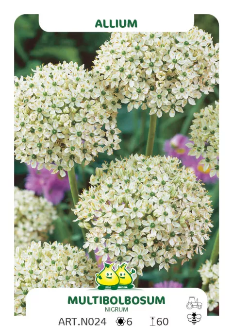 Allium 'Multibulbosum' (NIGRUM)